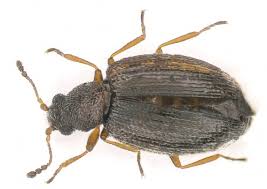 Attēlu rezultāti vaicājumam “Latridiidae”