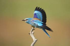 Attēlu rezultāti vaicājumam “Coracias garrulus adult”