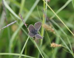 Attēlu rezultāti vaicājumam “Cupido minimus underside”