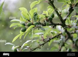 Attēlu rezultāti vaicājumam “Prunus spinosa fruit”