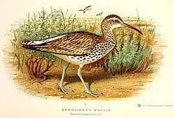 Image result for Numenius tenuirostris
