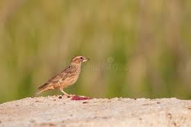 Image result for Petronia petronia