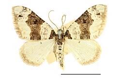 Attēlu rezultāti vaicājumam “Cosmorhoe ocellata”