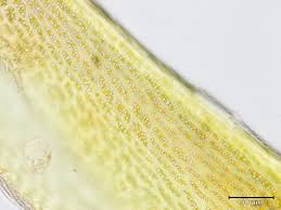 Attēlu rezultāti vaicājumam “Distichium capillaceum”