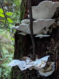 Attēlu rezultāti vaicājumam “Postia guttulata”