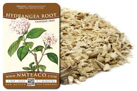 Attēlu rezultāti vaicājumam “Hydrangea arborescens subsp. discolor”