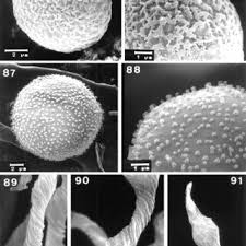 Attēlu rezultāti vaicājumam “Physarum auriscalpium”