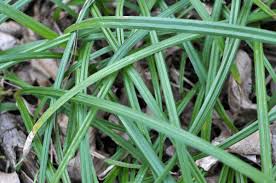 Attēlu rezultāti vaicājumam “Carex pilosa”