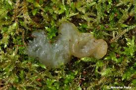 Attēlu rezultāti vaicājumam “Exidia thuretiana”