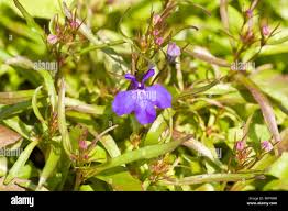 Attēlu rezultāti vaicājumam “Lobeliaceae”