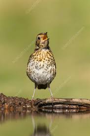 Attēlu rezultāti vaicājumam “Turdus philomelos juvenile”