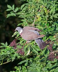 Attēlu rezultāti vaicājumam “Columba palumbus adult”