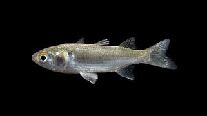 Image result for Mugil