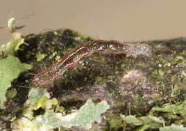 Attēlu rezultāti vaicājumam “Parascotia fuliginaria”