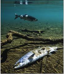 Image result for Oncorhynchus nerka