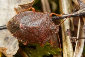 Attēlu rezultāti vaicājumam “Palomena prasina”