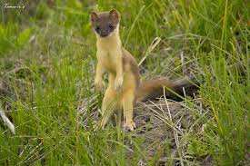Attēlu rezultāti vaicājumam “Mustela nivalis adult”