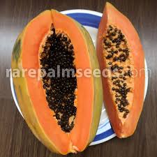 Image result for Carica papaya