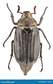 Attēlu rezultāti vaicājumam “Melolontha melolontha”