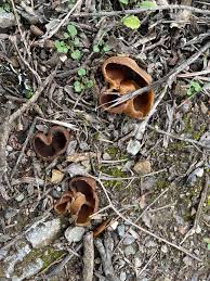 Attēlu rezultāti vaicājumam “Peziza vesiculosa”