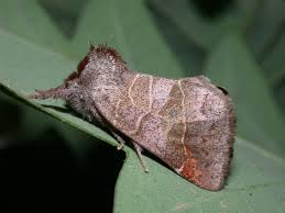 Attēlu rezultāti vaicājumam “Clostera pigra”