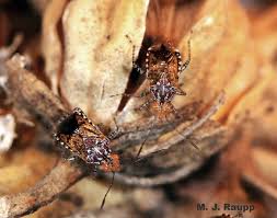 Attēlu rezultāti vaicājumam “Philonotis marchica macro”