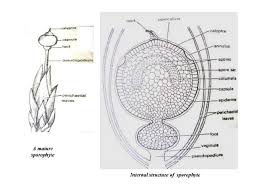Attēlu rezultāti vaicājumam “Sphagnum squarrosum sporophyte”