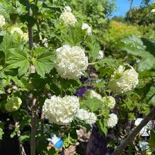 Attēlu rezultāti vaicājumam “Viburnum opulus flower”
