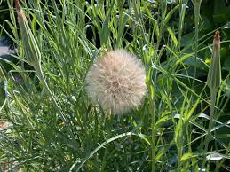 Attēlu rezultāti vaicājumam “Didymium xanthopus stalked”