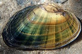 Image result for Suffolk Coastal Floaters