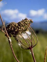 Attēlu rezultāti vaicājumam “Cicuta virosa”