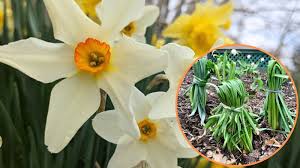 Attēlu rezultāti vaicājumam “Narcissus leaf”