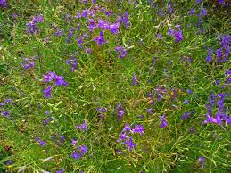 Image result for Consolida regalis