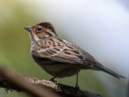 Image result for Emberiza pusilla