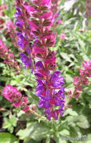 Image result for Salvia nemorosa