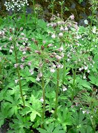 Image result for Petasites officinalis