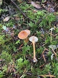 Attēlu rezultāti vaicājumam “Cystoderma amianthinum”