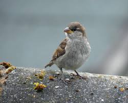 Attēlu rezultāti vaicājumam “Passer domesticus juvenile”