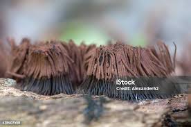 Attēlu rezultāti vaicājumam “Stemonitis fusca stalked”