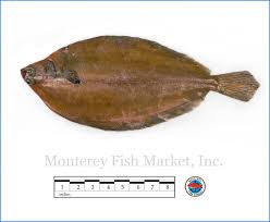 Image result for Glyptocephalus cynoglossus