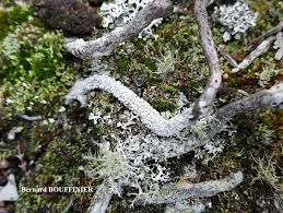 Attēlu rezultāti vaicājumam “Pertusaria amara”