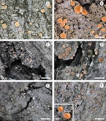 Attēlu rezultāti vaicājumam “Coenogonium pineti”