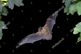 Attēlu rezultāti vaicājumam “Nyctalus leisleri”