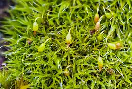 Attēlu rezultāti vaicājumam “Grimmia muehlenbeckii”