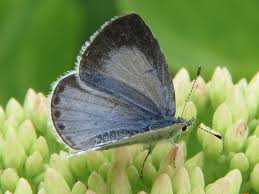Attēlu rezultāti vaicājumam “Celastrina argiolus female”