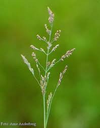 Attēlu rezultāti vaicājumam “Puccinellia distans”