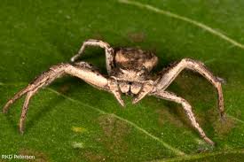 Attēlu rezultāti vaicājumam “Thomisidae”