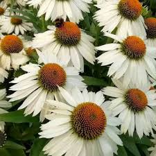 Attēlu rezultāti vaicājumam “Echinacea purpurea bud”