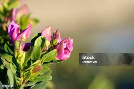 Attēlu rezultāti vaicājumam “Lathyrus tuberosus bud”