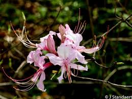Attēlu rezultāti vaicājumam “Rhododendron periclymenoides flower”
